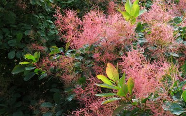 feathery pink smoke bush flowers with pale green leaves against dark green leafy background