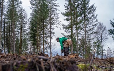 A member of Forestry England staff bending over to plant a tree