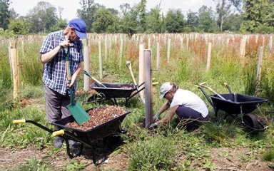 Man in a blue and white checked shirt and shorts shovels out wood chip bark, whilst a female in a white tee-shirt and baseball cap spreads the mulch around a tree sapling. They’re both in a woodland clearing surrounded by tree saplings in different coloured protective tubes.