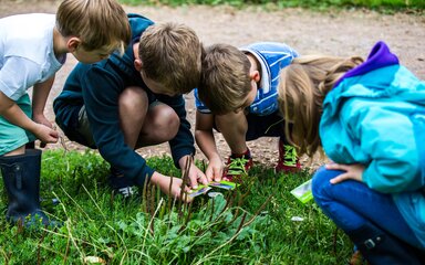 Forest Find Westonbirt