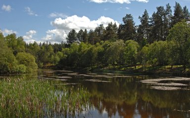 Large pond surrounded by tall trees on a sunny day