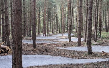 cycle trail in forest
