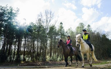 A grey horse and a brown horse in the woods with their riders