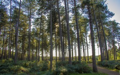 Tall conifer trees towering high next to a path in the forest