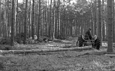 Black and white photo of a man on a tractor, pulling a log in a forest.