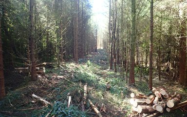 Trees that have been felled as part of the thinning process