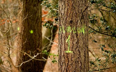 Tree trunks with green spray paint markings.