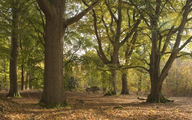 Woodland with large trees covered in green leaves