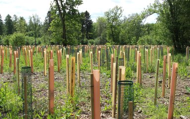 Over a vast area of land the viewer can see hundreds of tree tubes in shades of light brown attached to wooden stakes to keep the guard up right protecting baby trees.