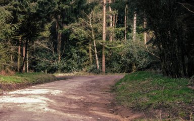 A forest track heading between conifers