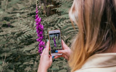 Purple flowers as seen through a smartphone screen, being held by a woman with long blonde hair.