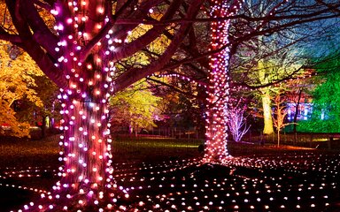 Trees lit by red lights