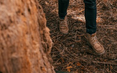 A pair of legs wearing walking boots shown next to the trunk of a large Redwood tree.