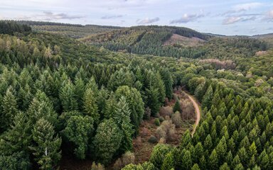 Aerial image of the Forest of Dean, showing a green forest with a road running through it