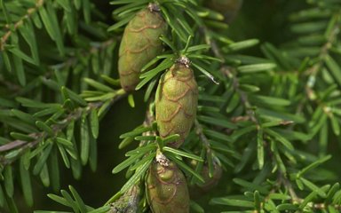 western hemlock cones