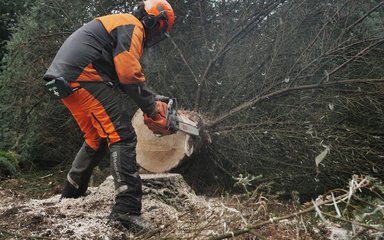 Tree being felled