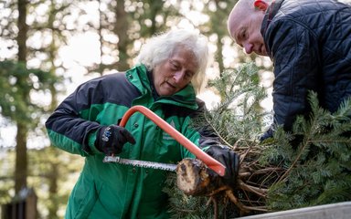 An older woman in Forestry England uniform sawing the base of a tree