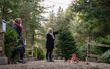 A woman holds a real Christmas tree upright on a forest path. Fairy lights are strung above.