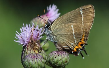 white-letter hairstreak butterfly on a thistle 