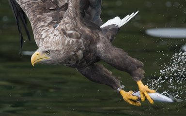 White-tailed eagle with fish in talons
