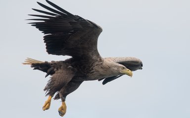 White-tailed eagle in flight