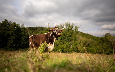 A horned cow standing in a field with trees in the background
