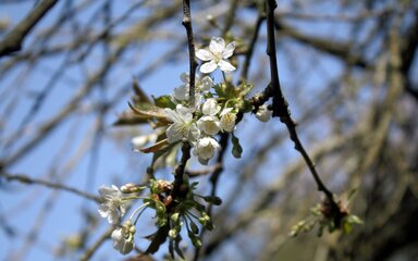Clusters of white flowers stand out against a bright blue sky.