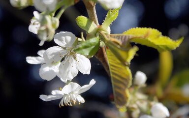 White wild cherry blossoms