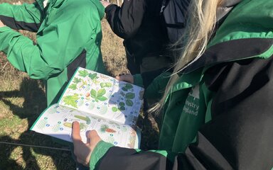 A tree identification key is used to pinpoint a particular species