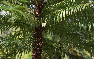 Close up of Wollemi pine stem and branches