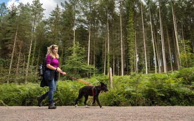 A woman walking a dog on a lead along a forest road, with tall trees in the background.