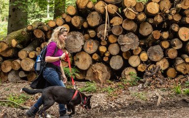 A woman walking a dog on a lead next to a stack of felled logs.