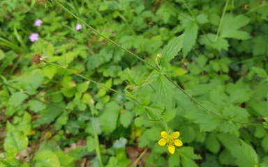 A small 5 petalled yellow flower of a wood aven is standing out amongst a sea of green woodland plants. The spikey brown seed head can be seen towards the top of the frame, and in the middle are the green nettle-like leaves of the plant.