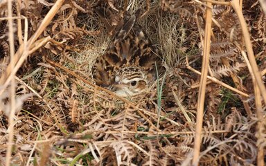 Woodlark sitting on a nest camouflaged in the undergrowth
