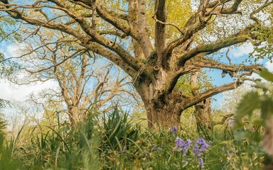 A large, sprawling veteran oak tree, with bluebell cluster in the foreground