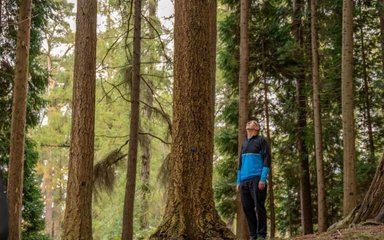 A man standing close to a tall tree looks up into the canopy