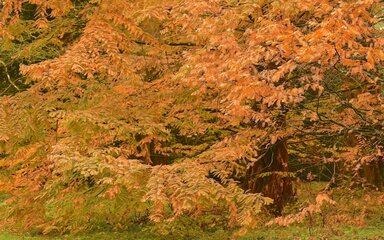 a mass of autumn orange leaves on Dawn redwood at Westonbirt