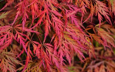 a mass of feathery red orange and brown leaves
