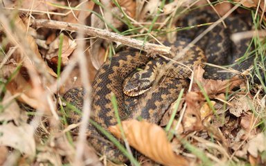 Adder in the grass