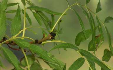 Ash leaves shown in full bloom