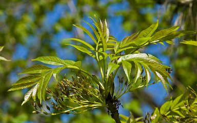 close up of ash tree leaves on the end of a branch