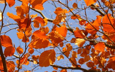 autumnal beech leaves against blue sky 