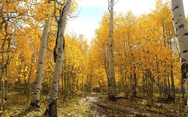 autumn in the woods