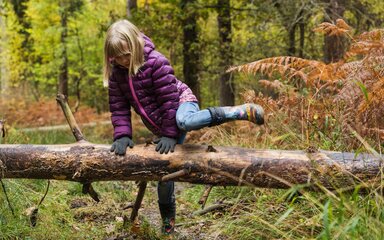 A girl wearing coat and wellies climbs over a fallen branch in an autumn forest.