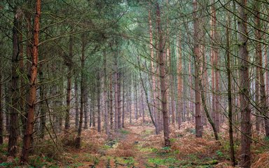 Sherwood Pines forest view 