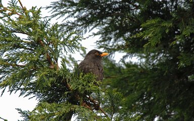 Close-up of a blackbird sitting in a conifer tree.