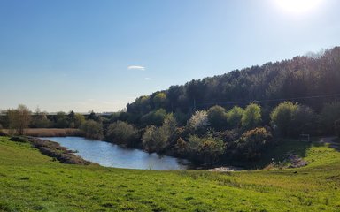 A pond surrounded by some tall trees on a very sunny day