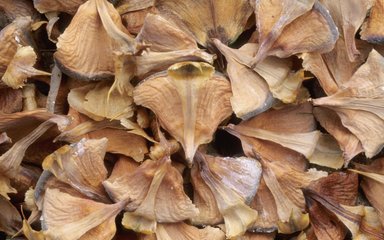 close-up of the bracts from a noble fir cone