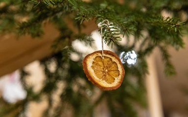 The expert's guide to choosing the right Christmas tree | Forestry England