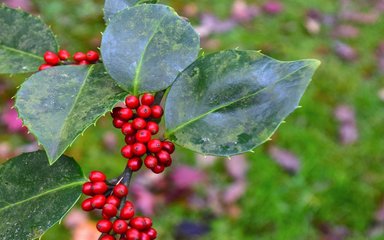 close up of red holly berries and spiky green leaves